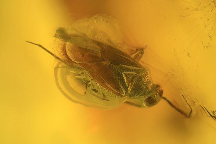 Fossil True Bug (Miridae) In Baltic Amber #234485